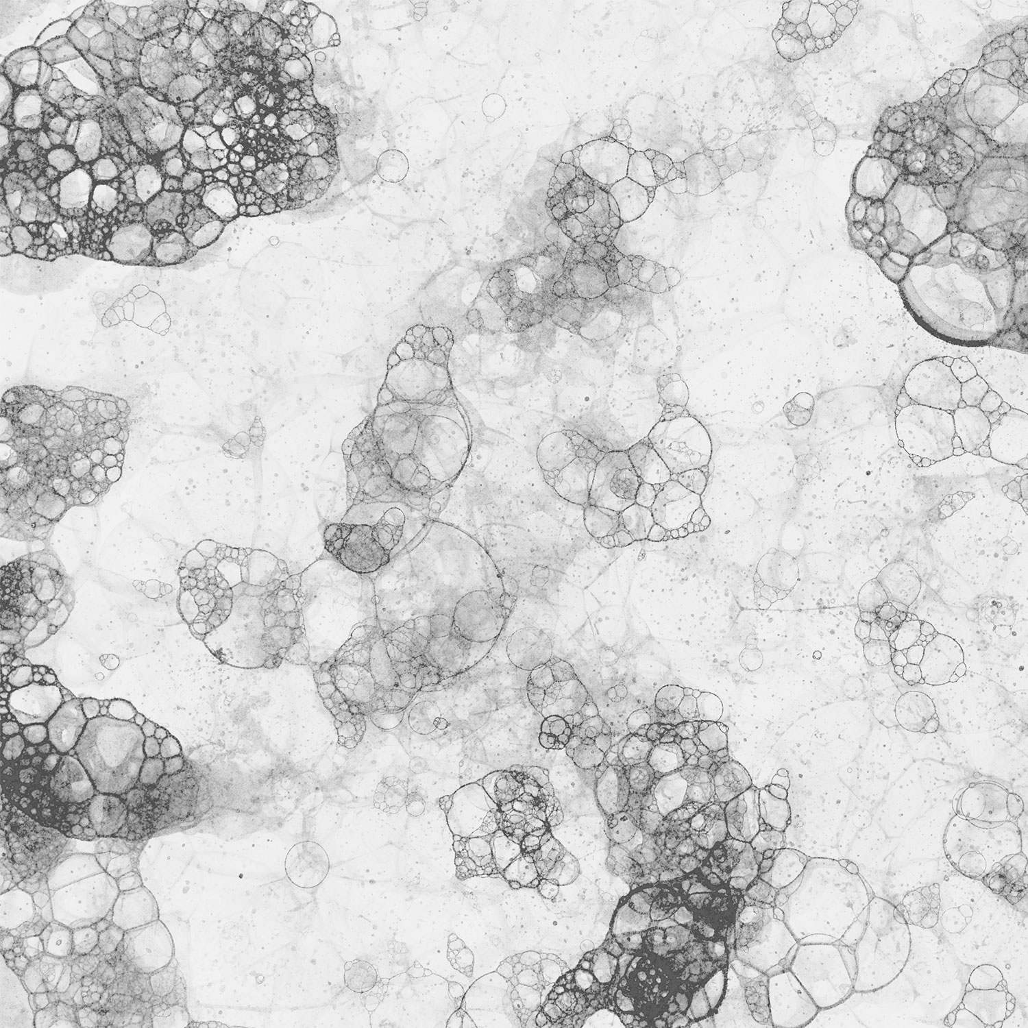 Prevencia a Odstránenie Plesní vo Vašom Drezu: Základné Tipi pre Čistú a Zdravú Kuchyňu
